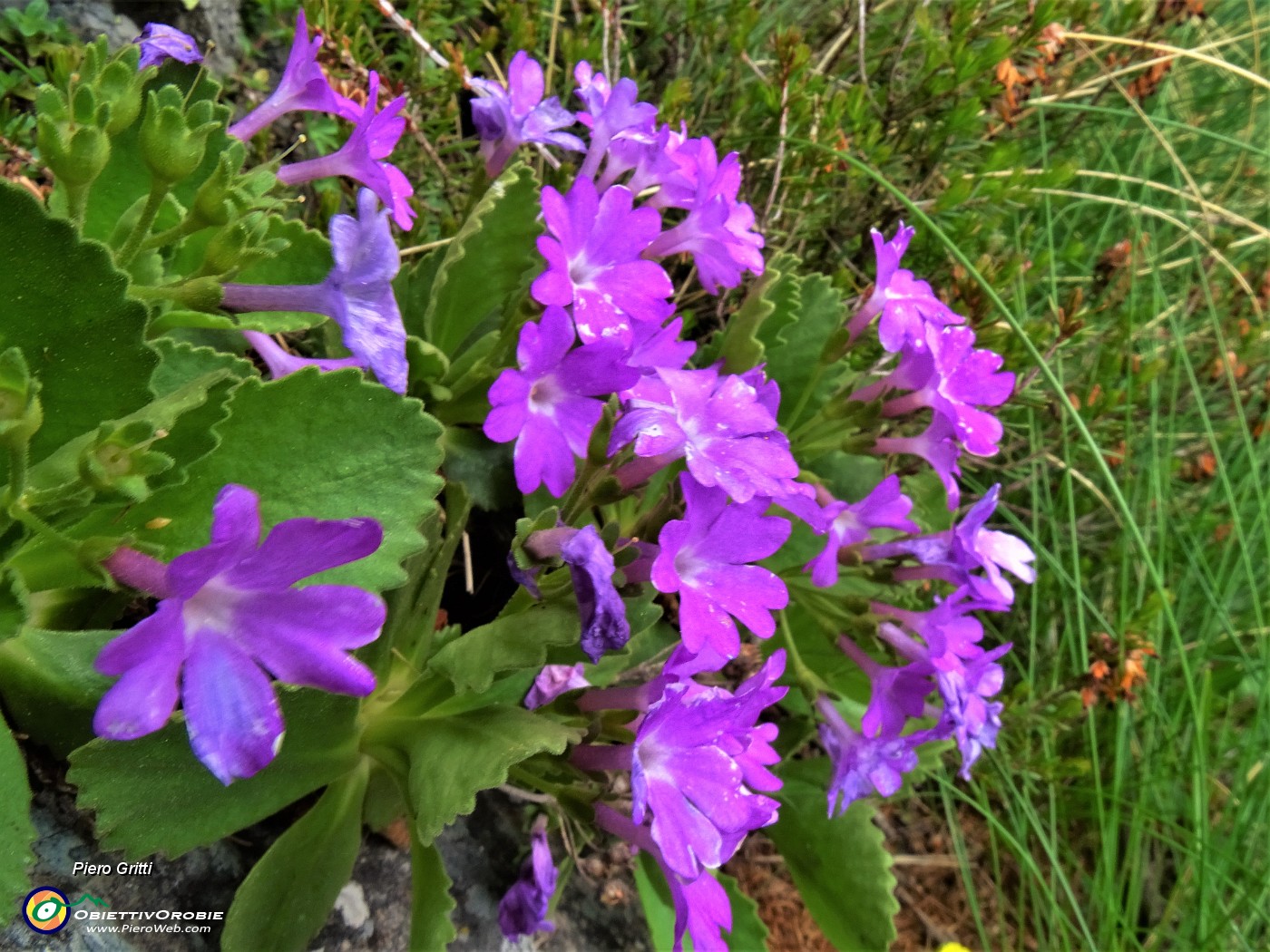 63 Primula hirsuta (Primula irsuta).JPG